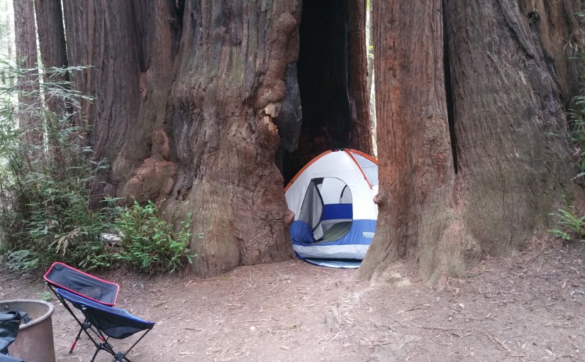 Day 9 – The California Giant Mammoth Red&nbsp;Woods